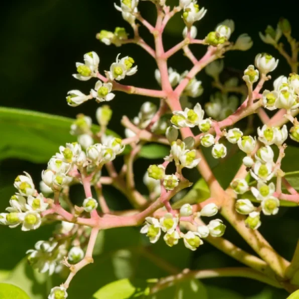 Bienenbaum