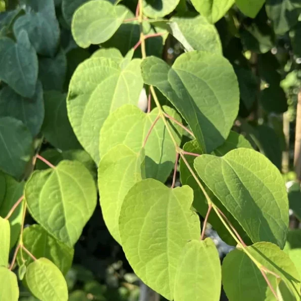 Cercidiphyllum japonicum