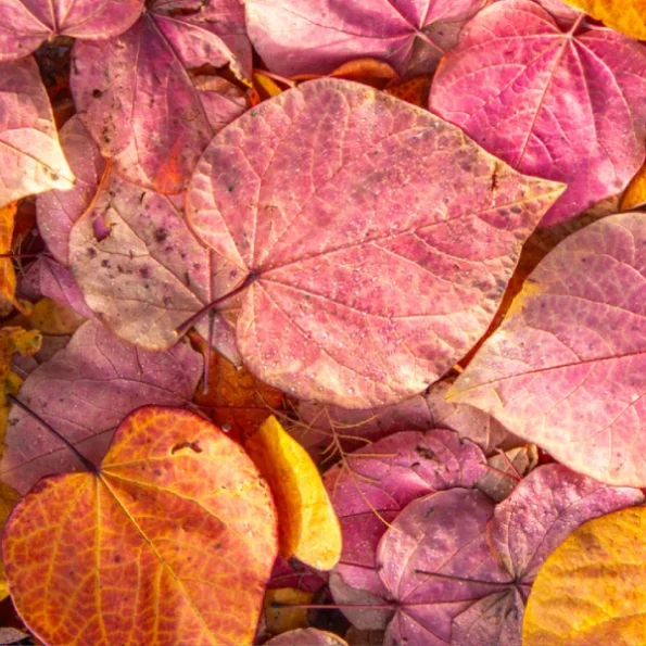 Herbstfärbung judasbaum