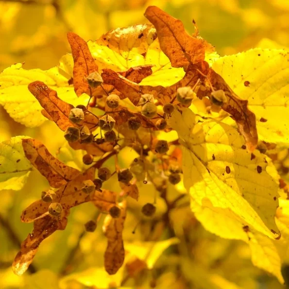 Herbstfärbung winterlinde