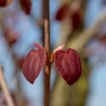 Lebkuchenbaum herbst