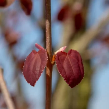 Lebkuchenbaum herbst