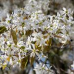 Amelanchier lamarckii