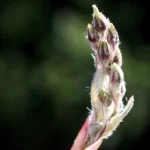 Amelanchier lamarckii