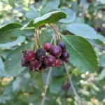 Amelanchier lamarckii