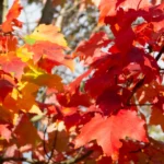 Acer Rubrum Red Sunset