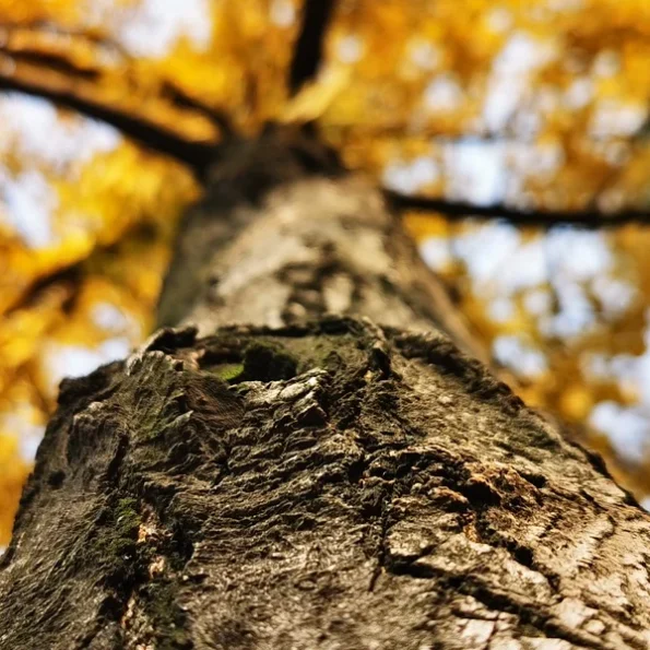 Ginkgobaum Rinde