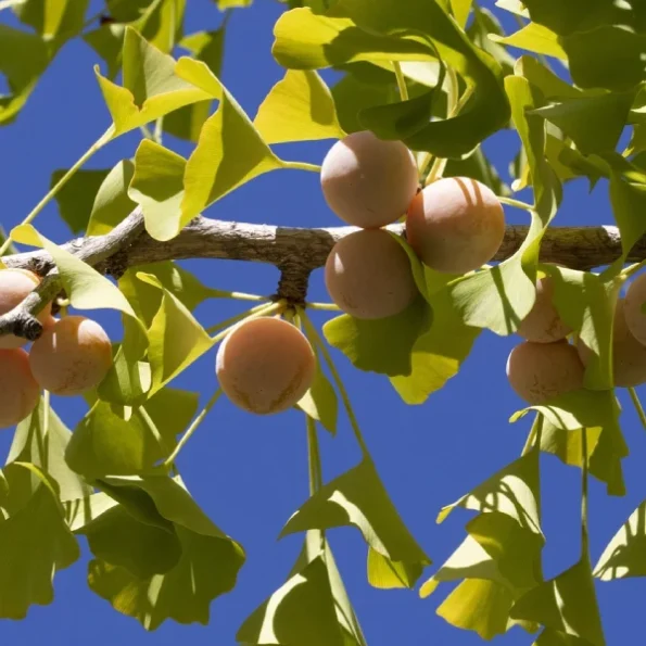 Ginkgobaum früchte