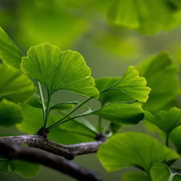 Ginkgobaum Blatt