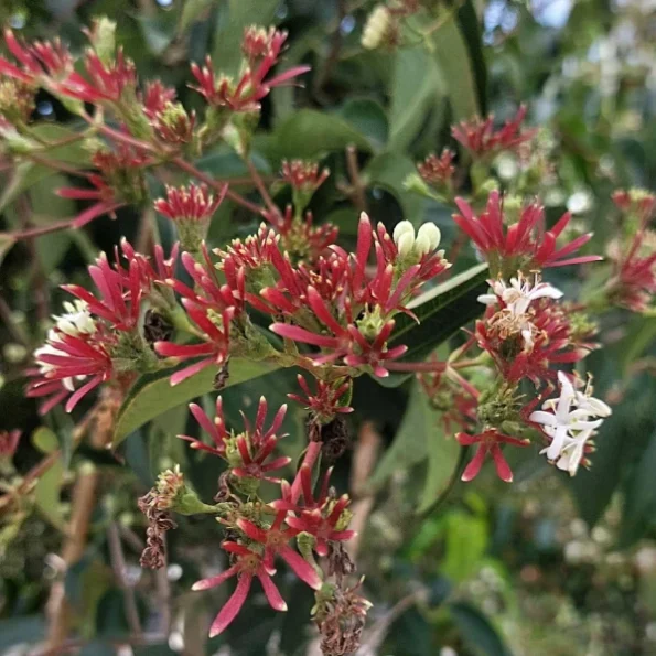 Heptacodium miconioides Blüte