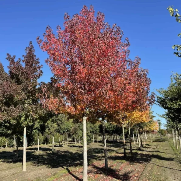 Liquidambar styraciflua Worplesdon herbst