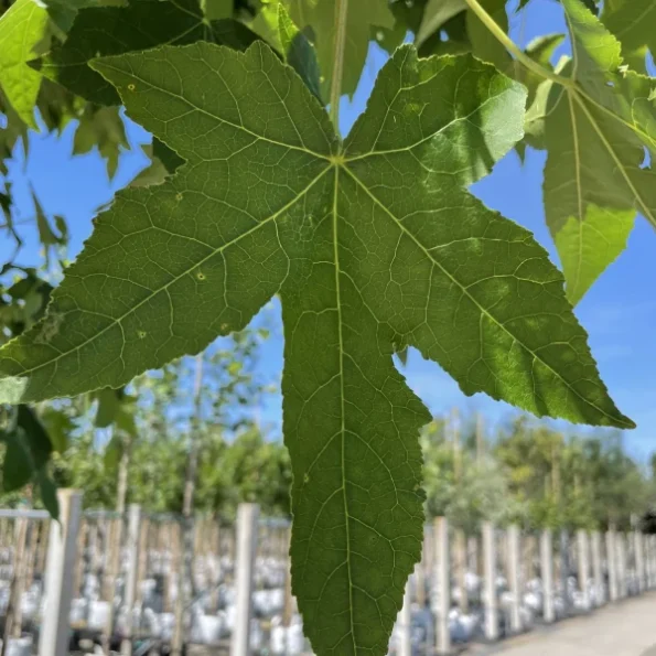 Liquidambar-styraciflua-blatt