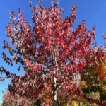 Acer Rubrum Red Sunset