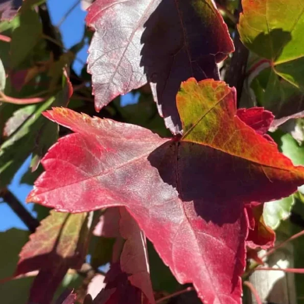 Rotahorn October Glory Herbstfarbung