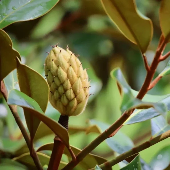 Immergrüne magnolie kaufen