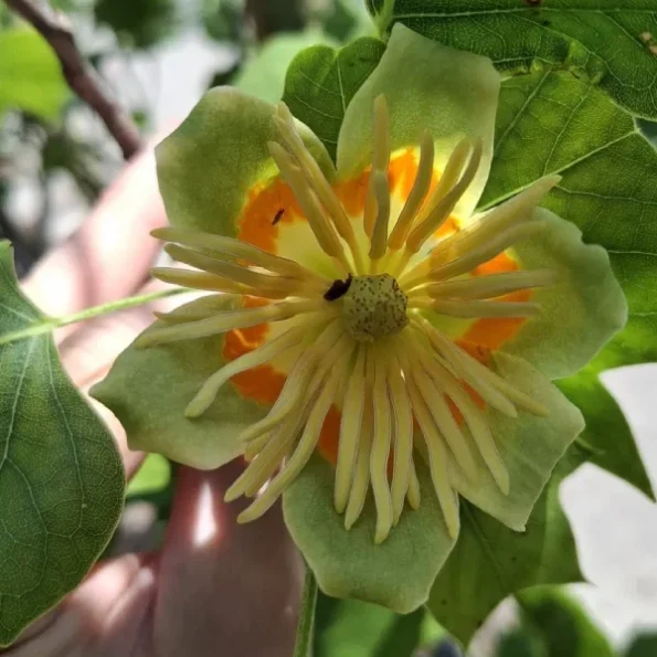 Liriodendron tulipifera fastigiatum