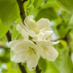 apfelbaum malus domestica elstar