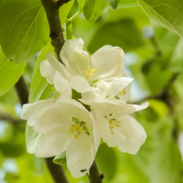 Malus domestica Elstar