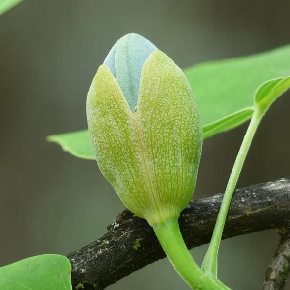 Tulpenbaum Liriodendron tulipifera