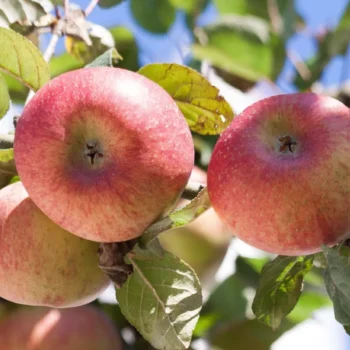 apfelbaum malus domestica elstar