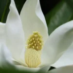 Immergrüne magnolie