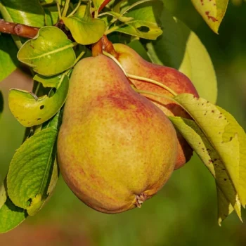 Birnbaum Doyenné du Comice