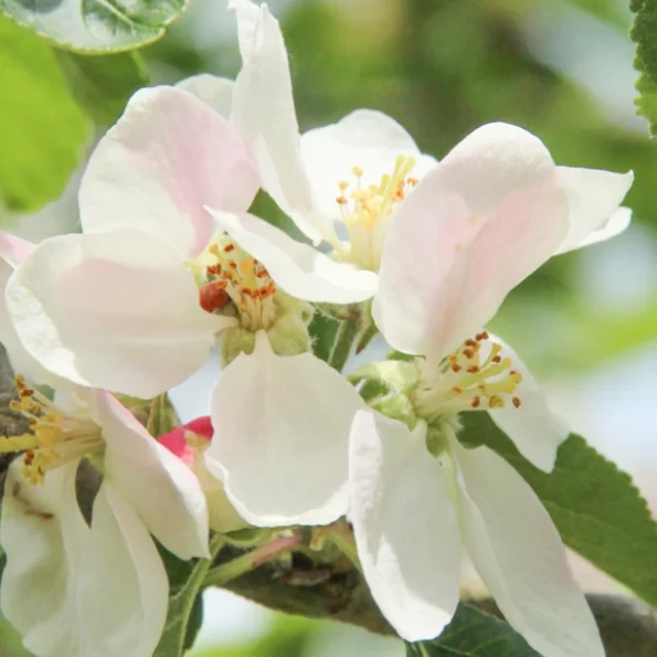 Malus Domestica James Grieve