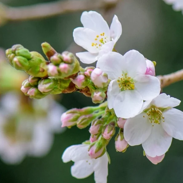 Malus Domestica Jonagold