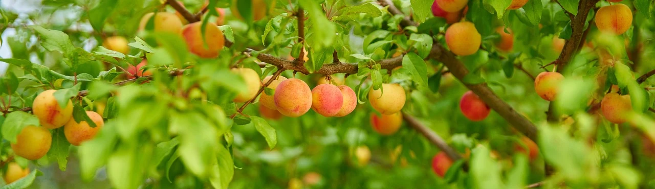 Obstbaum kaufen