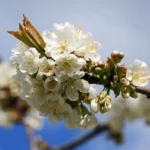 Knorpelkirsche prunus avium