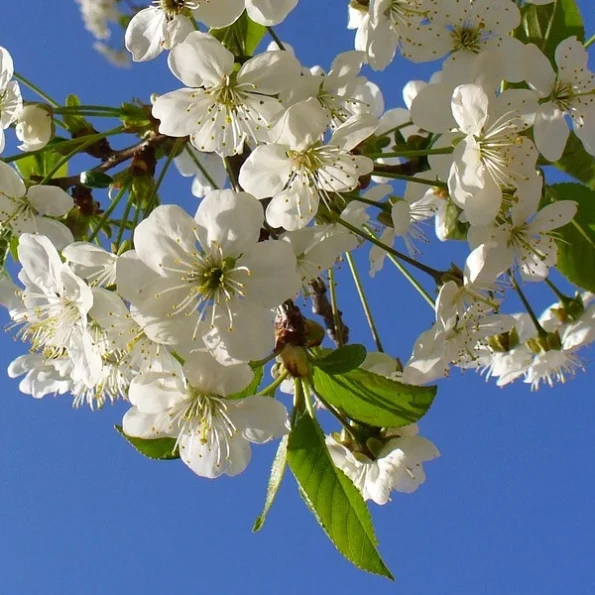 Prunus Avium Kordia