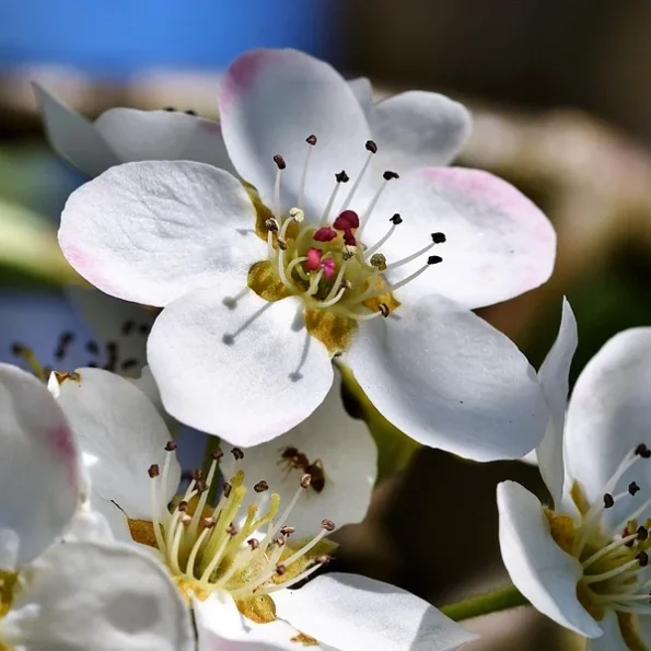 Pyrus communis 'Beurré Hardy'