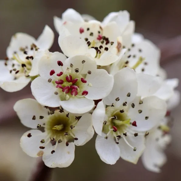 Pyrus communis Doyenné du Comice