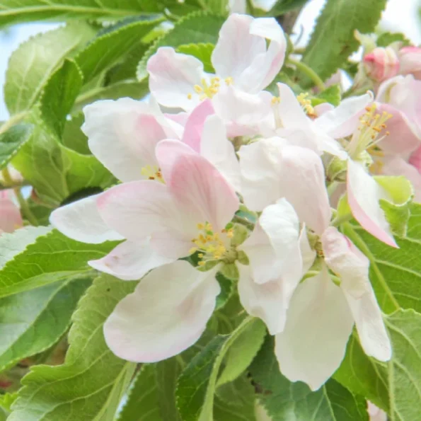 malus domestica Coxs orange pippin